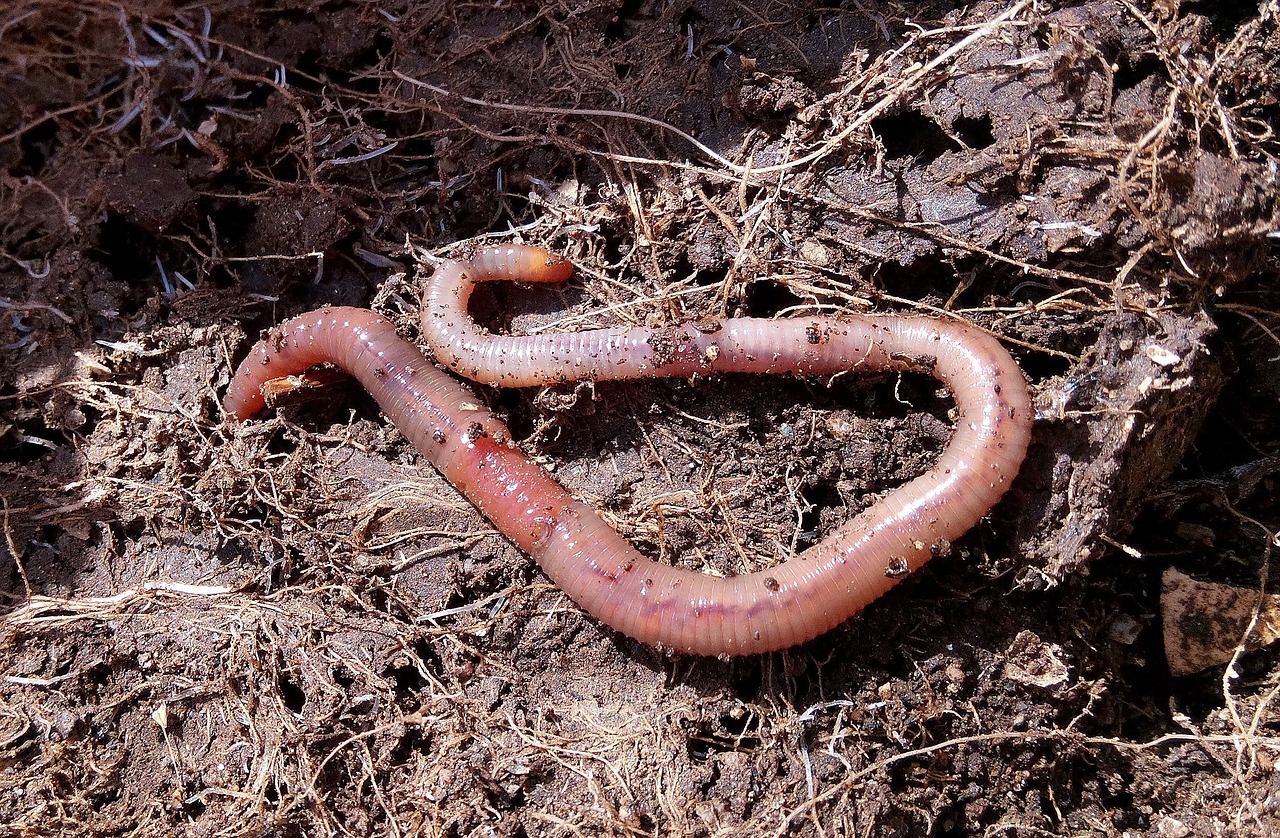 Rettet Den Regenwurm Baumeister Fruchtbarer Boden Sind Bedroht