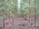 Eukalyptus - Aracruz monoculture (Foto: Chris Lang, https://bit.ly/3RW9Dy9, creativecommons.org/licenses/by-nc-nd/2.0)