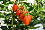 Die Crispr-Tomate von Sanatech Seed (Foto Sanatech Seed)