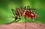 Moskito Aedes aegypti