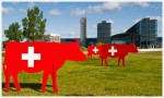 Kühe von dem Bundestag