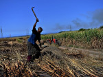Arbeiter auf Zuckerrohr-Plantage in Südafrika, Foto: Mathias Rittgerott/Rettet den Regenwald, https://bit.ly/3P2qZrn, https://creativecommons.org/licenses/by-nc-nd/2.0/