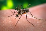 Dengue Fieber Mücke