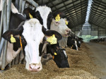 Zur Eiweißversorgung bekommen Kühe Raps- und Sojaschrot.  Foto: Ovid  