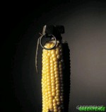 GM maize: a dangerous experiment