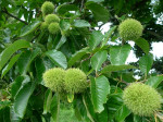 American Chestnut   Foto: DM, https://bit.ly/3Gbe991, https://creativecommons.org/licenses/by-nd/2.0/