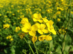 Senfblüte im indischen Pundjab (Foto: Satdeep Gill,  https://commons.wikimedia.org/wiki/File:Punjabi_Mustard_Flowers.JPG, CC BY-SA 3.0