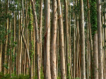 Bosque de Eucaliptos, Foto: Javier T https://bit.ly/3d4VTCr, https://creativecommons.org/licenses/by-nc-nd/2.0/